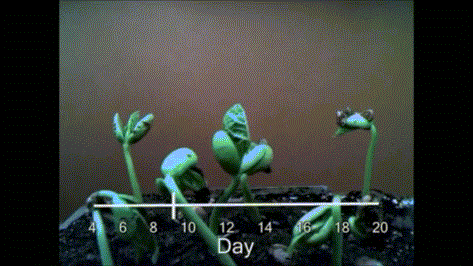 生物学 植物 生长 过程