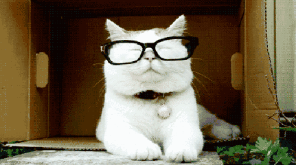 猫咪 眼镜 可爱 萌萌哒