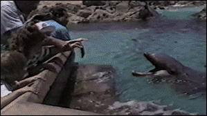 海豚 dolphin 抢夺 喂食