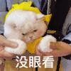 萌宠 猫星人 没眼看 不敢看 呆萌 可爱