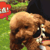 萌宠 泰迪 伸舌头 可爱