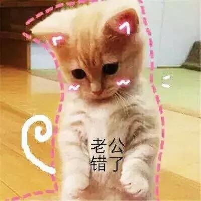 萌宠 猫咪 猫 撒娇 撒娇猫咪 猫咪 老公 错了