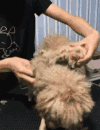 小狗狗 汪星人 搞笑 滑稽 淘气