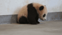 大熊猫 可爱 萌 动物 国宝 黑白