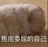 萌宠 猫星人 抱抱委屈的自己 可怜 呆萌 可爱
