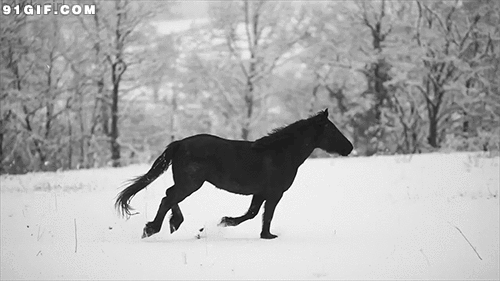 树林 黑马 奔跑 雪地