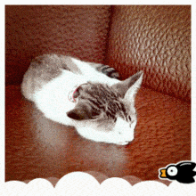 猫咪 沙发 休息 挑逗