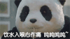 大熊猫 黑眼圈 吸管 喝水