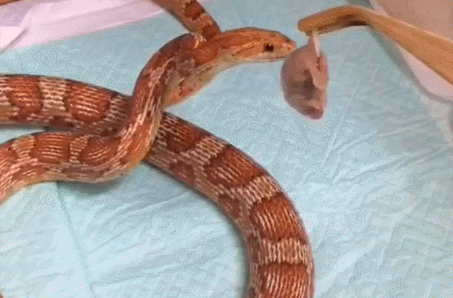 蛇 吃东西 张嘴 灵敏