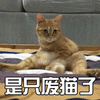 猫 萌宠 喵星人 是只肥猫了 soogif soogif出品