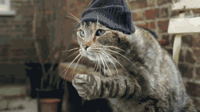 萌宠 猫咪 戴帽子 跳舞