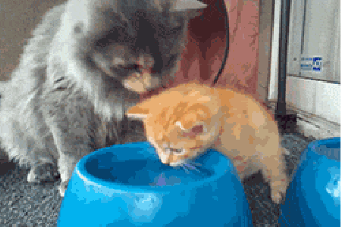 猫咪 喝水 妈妈教喝水 呆萌
