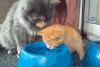猫咪 喝水 妈妈教喝水 呆萌