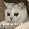 萌宠 猫星人 两眼看着你这个崽种 呆萌 可爱