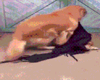 搞笑 哈哈 厉害了 有意思 萌宠