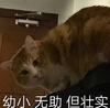 萌宠 喵星人 幼小无助 但是我很强壮 活泼 淘气