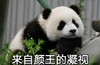 萌宠 熊猫 来自颜王的凝视 卖萌 呆萌 可爱
