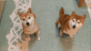 萌宠 狗 汪星人 柴犬