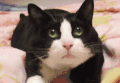 猫 喵星人 宠物 萌 可爱