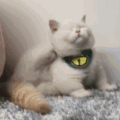 萌宠 可爱 逗 猫星人 搞笑 表情包