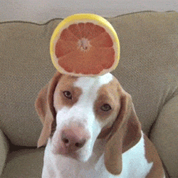 小狗 顶水果 橙子 可爱