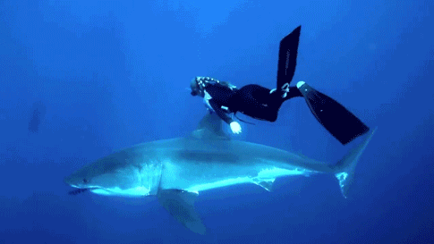 海底世界 鲸鱼 深海 蓝色