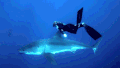 海底世界 鲸鱼 深海 蓝色