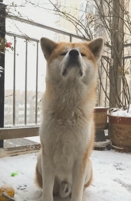 狗狗 下雪 等待主人 挂满雪花
