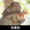 猴子 拔鸡毛 拔毛 他不爱我 搞怪 萌宠 沙雕