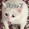 萌宠 猫星人 我yue了 难受 呆萌 可爱