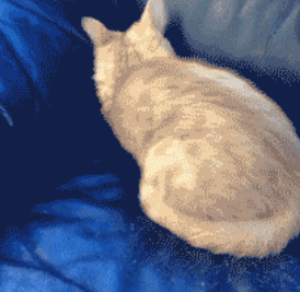 猫咪 沙发 钻进去 可爱