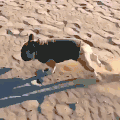 斗牛犬 沙漠 奔跑 凶猛 bulldog