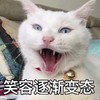 萌宠 喵星人 笑容逐渐变态 邪恶 哈哈哈 逗