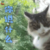 萌宠 猫 你说什么 蒙圈 soogif soogif出品