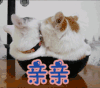 亲亲  猫 喜欢