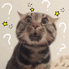 萌宠 猫咪 猫 问号 懵逼 蒙圈