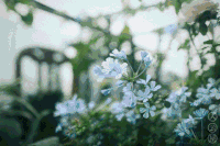 绿叶 花朵 椅子 花架