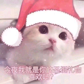 萌宠 猫咪 猫 喵星人 圣诞节 圣诞礼物 撩