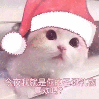 萌宠 猫咪 猫 喵星人 圣诞节 圣诞礼物 撩