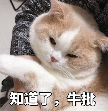 搞笑 可爱 蠢萌 猫星人 逗