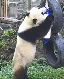 熊猫 搞笑 调皮 玩耍