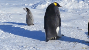 果然是亲生的  企鹅   雪地   扭动