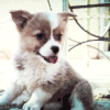 边牧 汪星人 呆萌 Border Collie