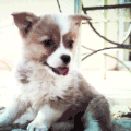 边牧 汪星人 呆萌 Border Collie