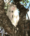 猫咪 喵星人 搞笑 可爱 淘气