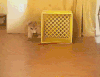 柯基 转圈 蠢萌 搞笑 corgi