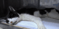 猫 喵星人 宠物 萌 可爱