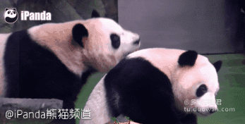 熊猫 国宝 可爱 叼