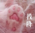 猫爪 投降 搞笑 锋利