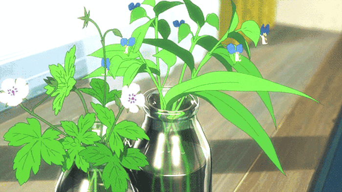 小花 瓶子 绿叶 阳光